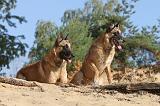 MALINOIS 133